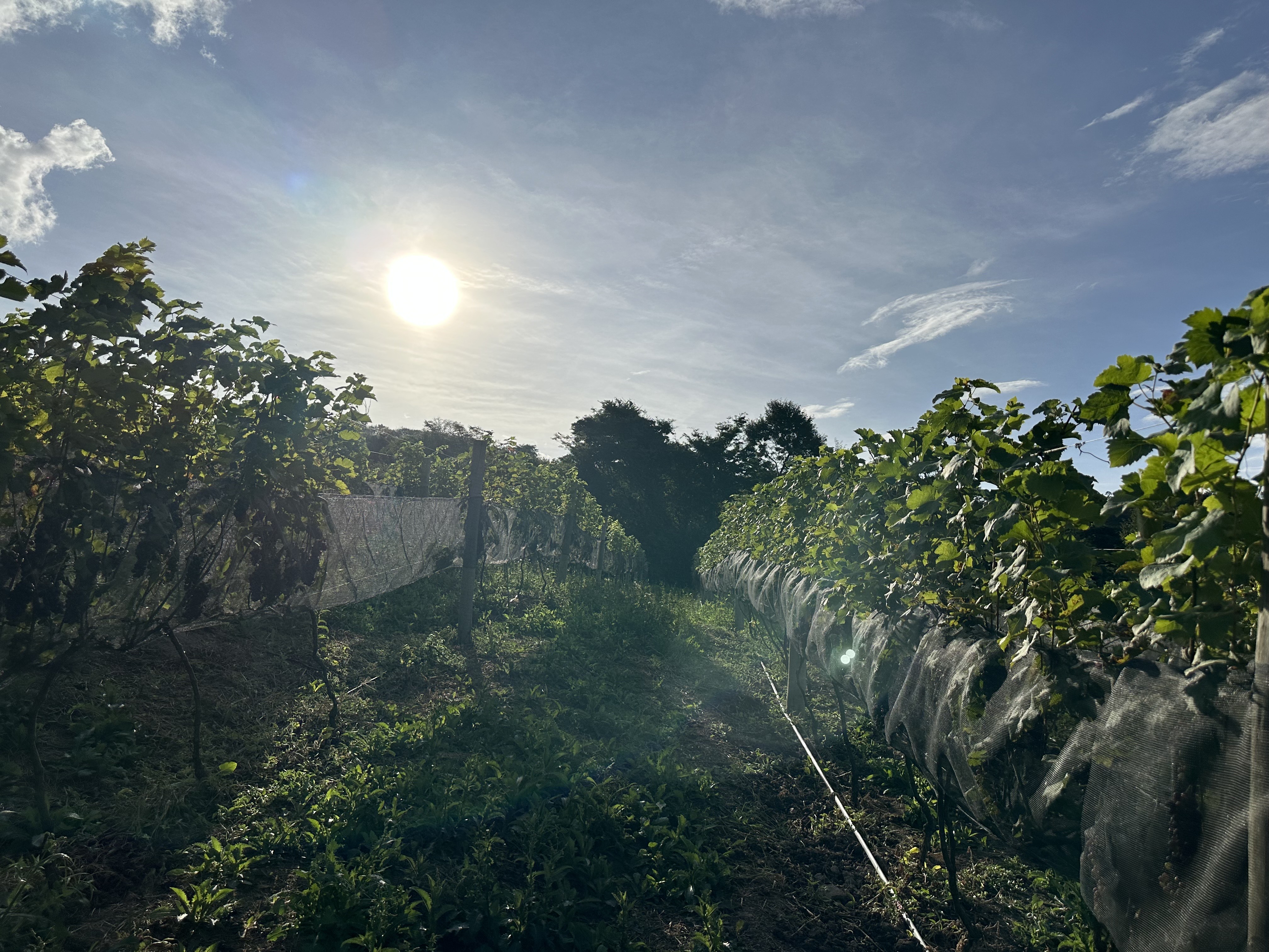 Pôr do Sol